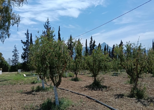 terrain agricole - image 4