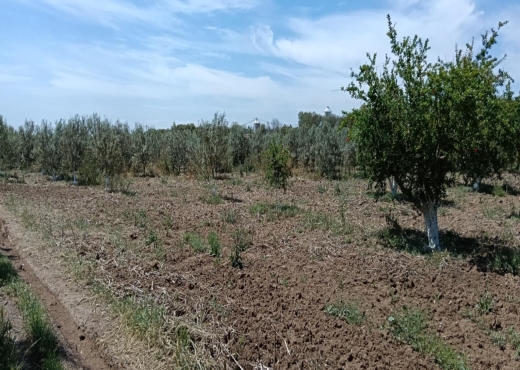 terrain agricole - image 3
