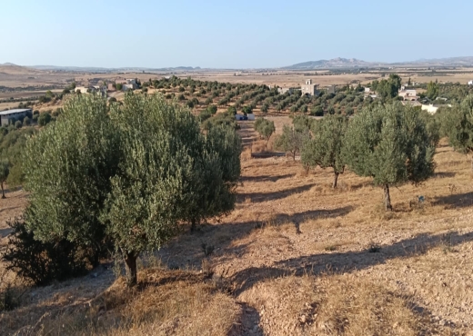 terrain agricole - image 4