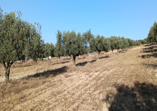 terrain agricole - image 2